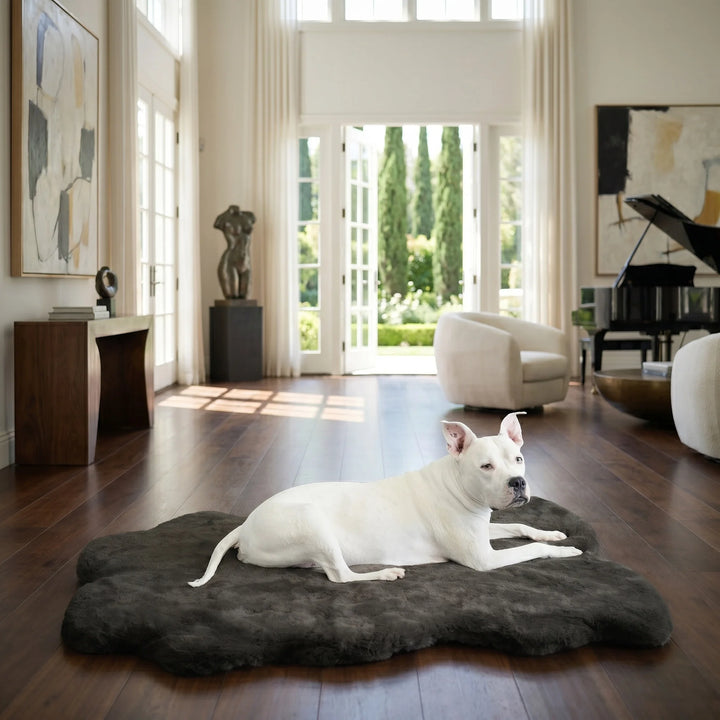 White pit bull resting on the plush charcoal faux fur Ruby Puff Ortho Dog Bed Rug in a sunlit modern luxury living room with grand piano