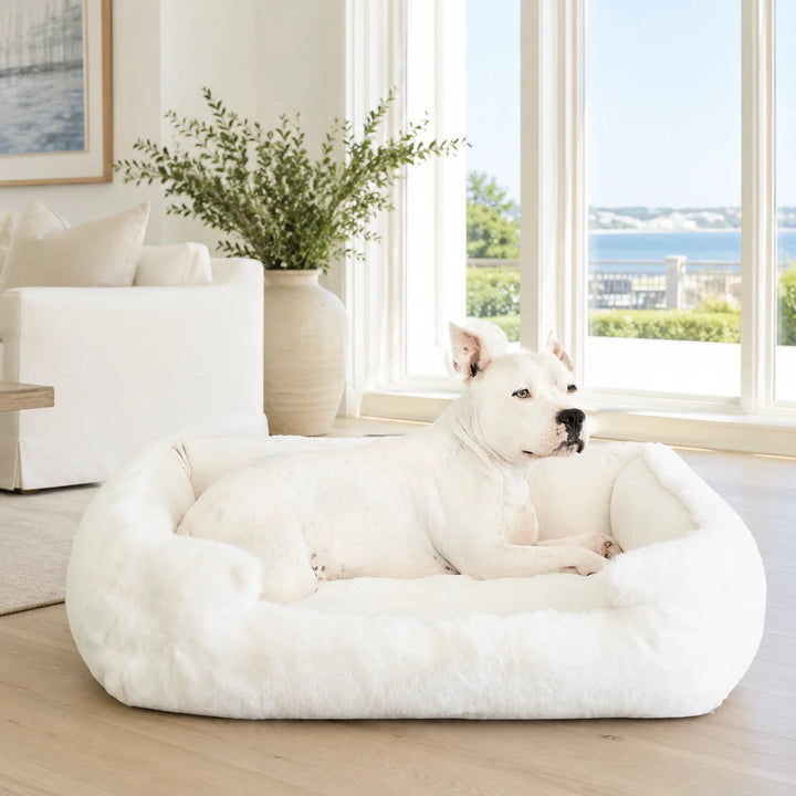 Animals Matter Ruby Puff® Ortho Lounger Companion-Pedic® Luxury Dog Bed in Ivory, a luxury orthopedic dog bed in a bright coastal living room with a white Companion named Hudson.