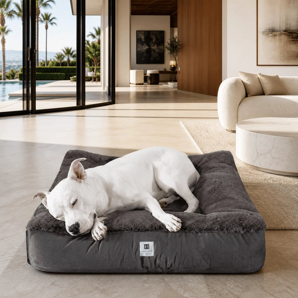 White pit bull napping on the plush charcoal Ruby Puff Ortho Square orthopedic dog bed in a Malibu poolside living room with palm tree views