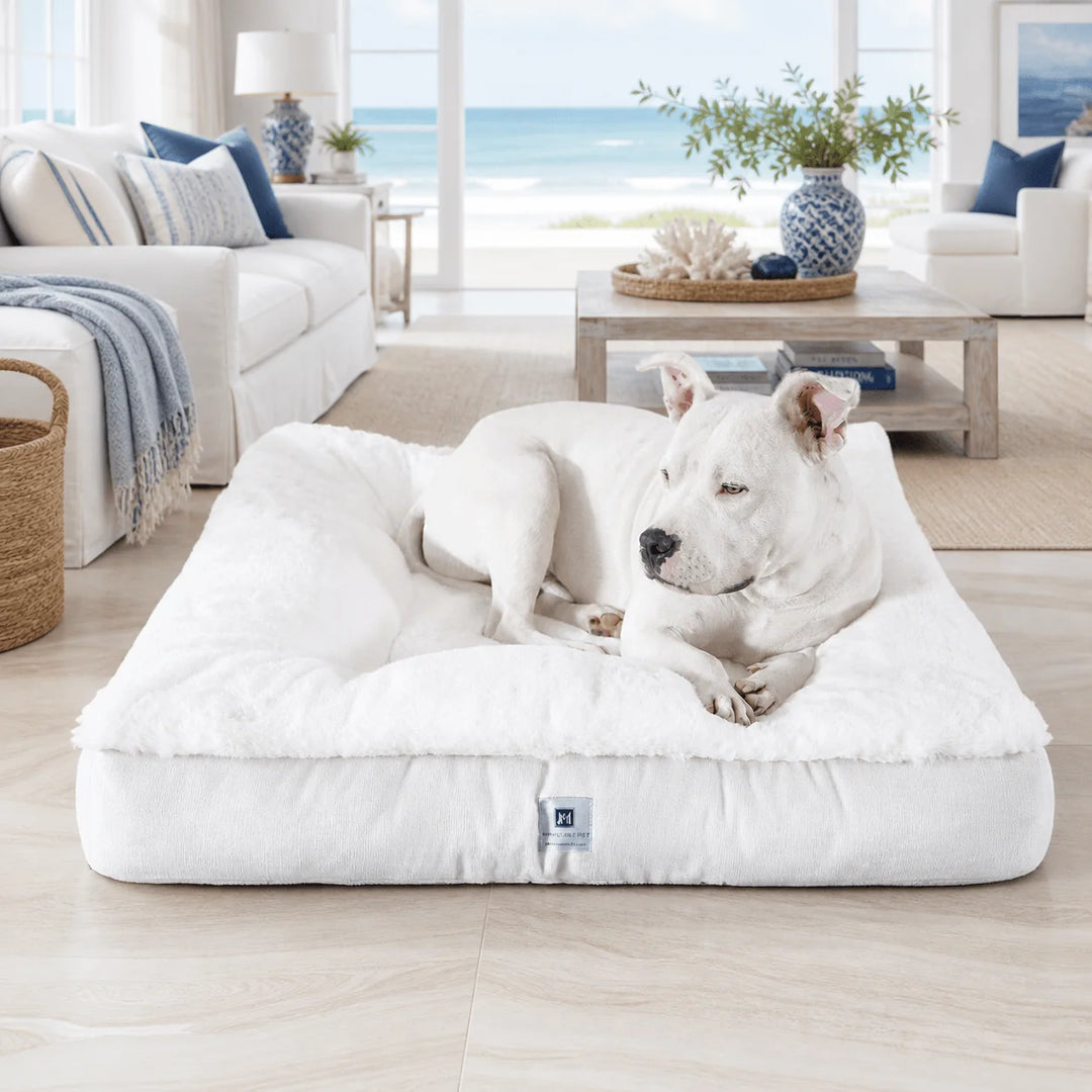 White pit bull resting on the plush ivory Ruby Puff Ortho Square orthopedic dog bed in a Hamptons beachfront living room with ocean views and blue accents