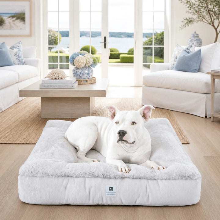 White pit bull lounging on the plush ivory Ruby Puff Ortho Square orthopedic dog bed in a coastal Hamptons living room with hydrangeas and bay views