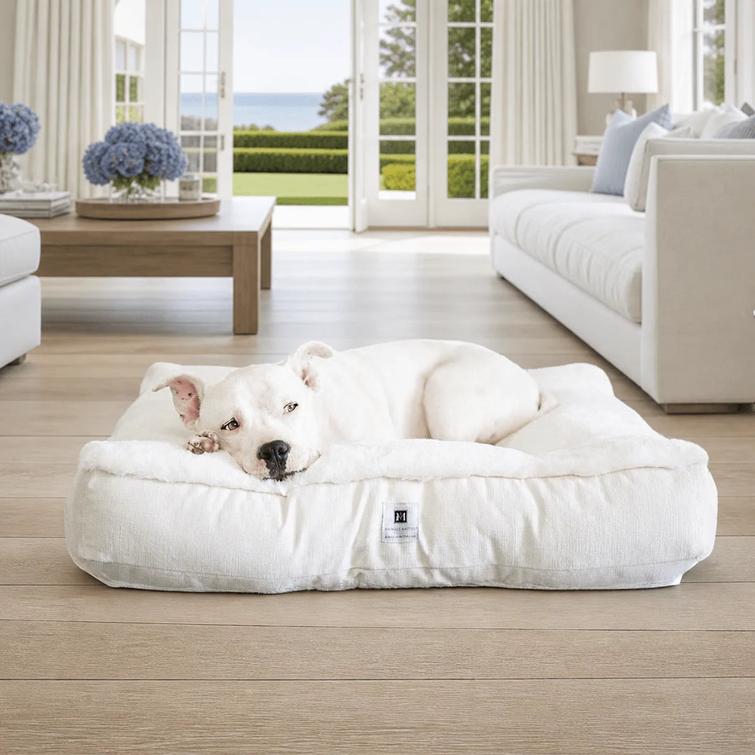 White pit bull napping on the plush ivory Ruby Puff Ortho Square orthopedic dog bed in a coastal luxury living room with hydrangeas and ocean view