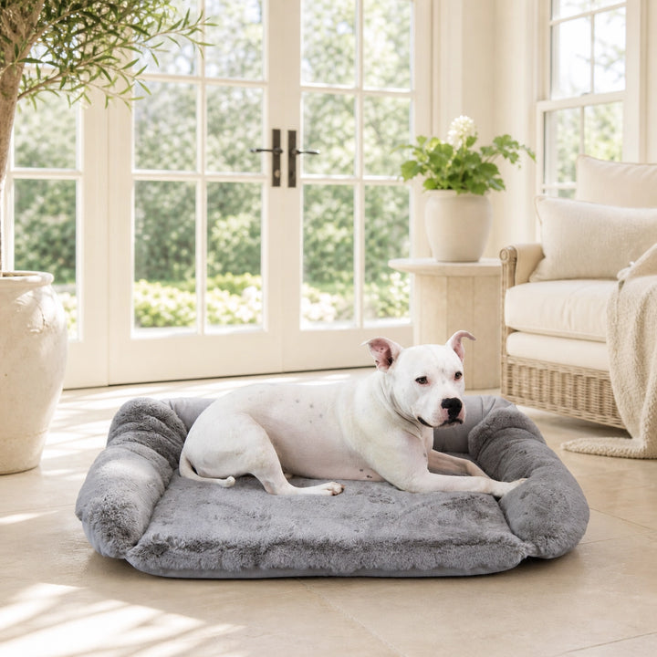 a picture of hudson relaxing on the Ruby Sydney® Ortho Companion - Pedic® Luxury Dog Bed - Animals Matter, Inc., inside a beautiful home with white interiors