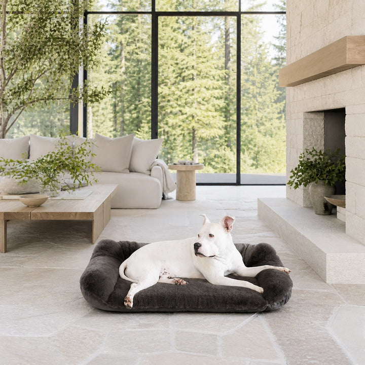 a picture of Hudson on the Ruby Sydney® Ortho Companion - Pedic® Luxury Dog Bed - Animals Matter, Inc. in a high end modern home 