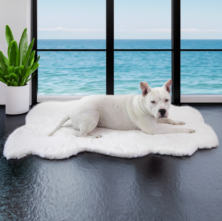 Ruby Puff® Ortho Companion-Pedic® Luxury Dog Bed Rug - Animals Matter, Inc.