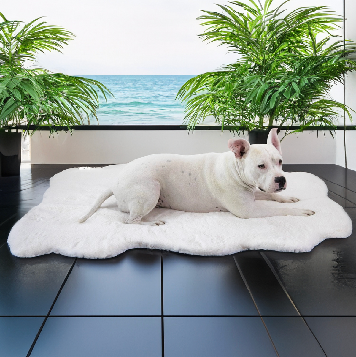 Dog bed shop rug