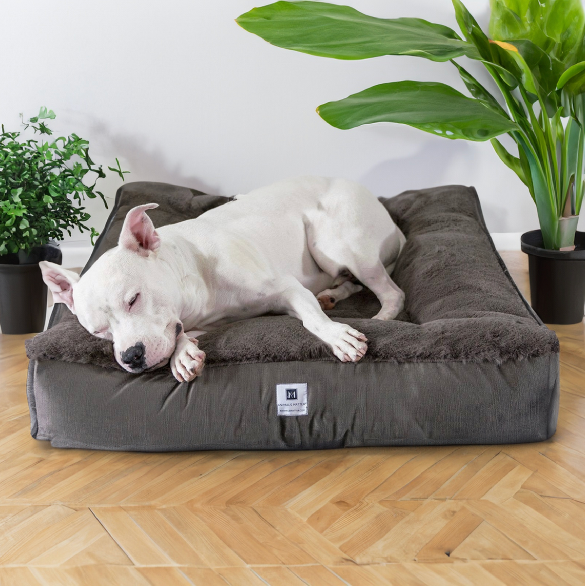 Large square dog bed outlet