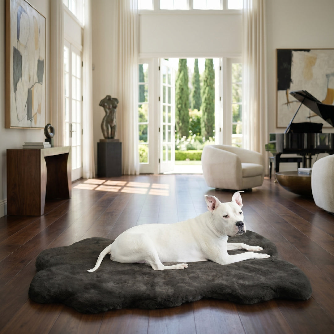 Hudson relaxing on his Animals Matter Ruby Puff Ortho Companion-Pedic Luxury Dog Bed Rug