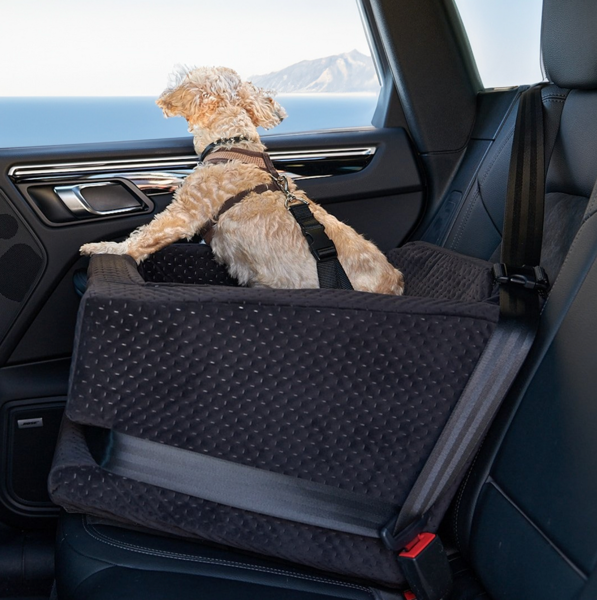 Dog car top booster seat