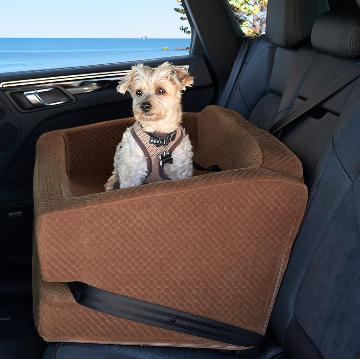 Pet car top booster seat