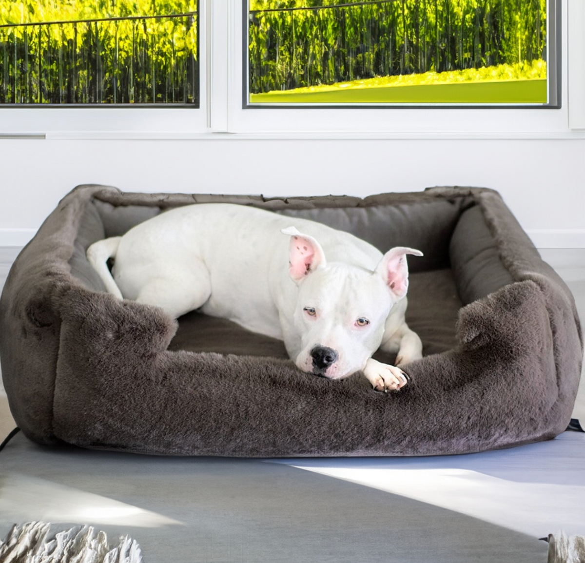 Bed puppy top