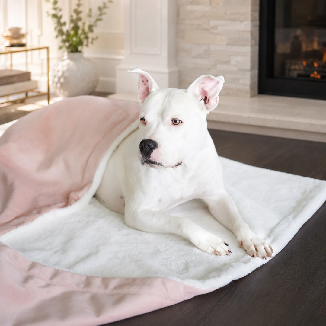 Animals Matter Ali Jewel Blanket in Ice Pink, featuring a white Companion resting on a cozy luxury dog blanket in an elegant living room.