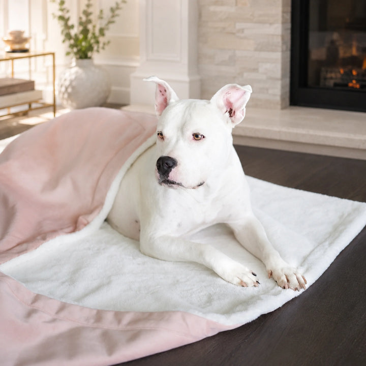 Animals Matter Ali Jewel Blanket in Ice Pink, featuring a white Companion resting on a cozy luxury dog blanket in an elegant living room.