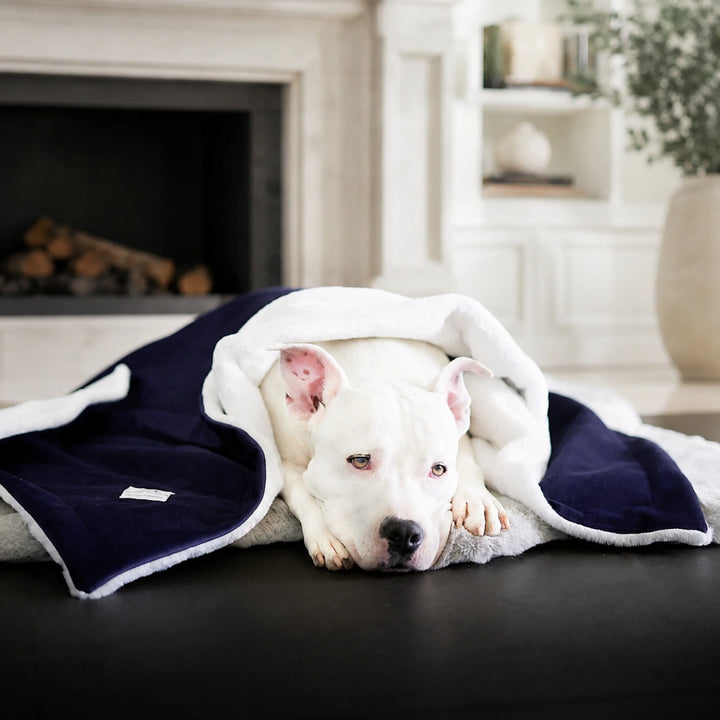 Animals Matter Ali Jewel Blanket in Amethyst Purple, featuring a white Companion wrapped in a plush luxury dog blanket near a refined fireplace.