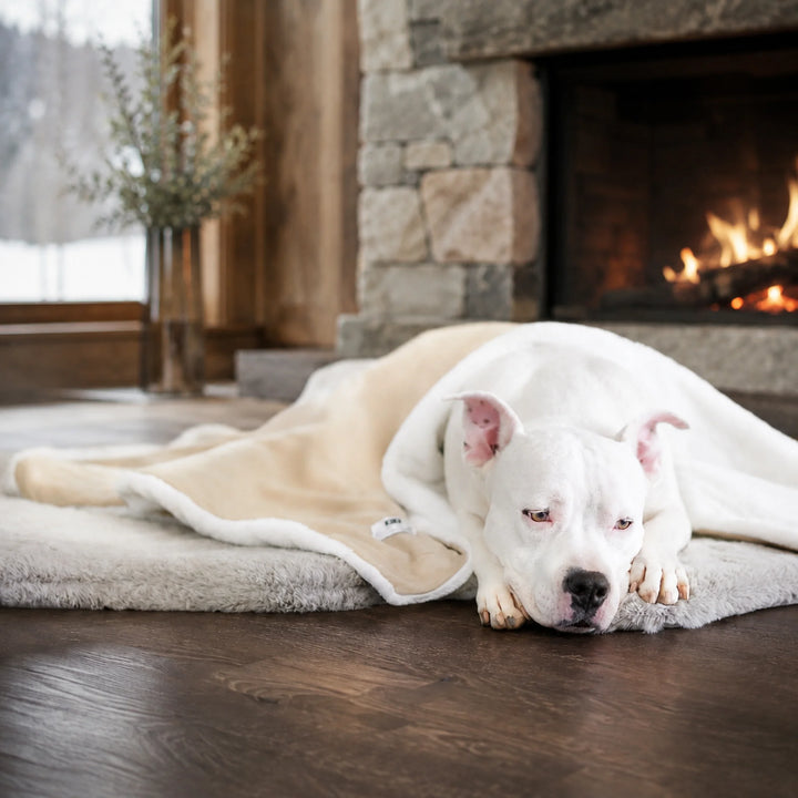 Animals Matter Ali Jewel Blanket in Diamond Sand, featuring a white Companion resting beneath a soft  luxury dog blanket by the fire.