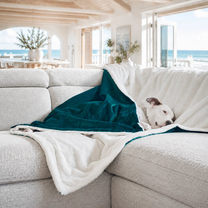 Animals Matter Ali Jewel Blanket in Emerald Teal, featuring a white Companion nestled on a sofa in a bright oceanfront home