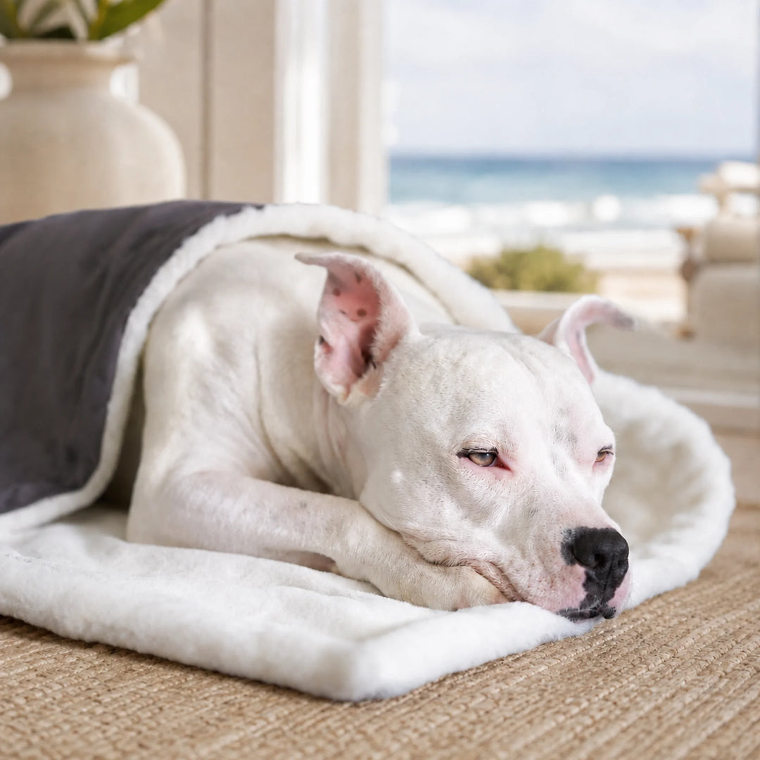 Animals Matter Ali Jewel Blanket in Platinum Grey, featuring a white Companion wrapped in a plush luxury dog blanket in a coastal living room.