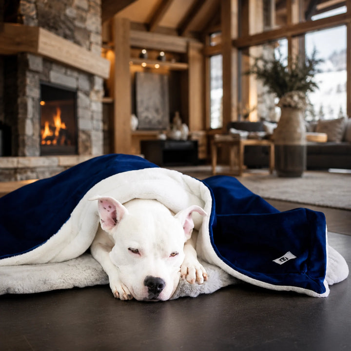 Animals Matter Ali Jewel Blanket in Sapphire Cobalt, featuring a white Companion resting beneath a plush sherpa-lined blanket in a lodge interior.