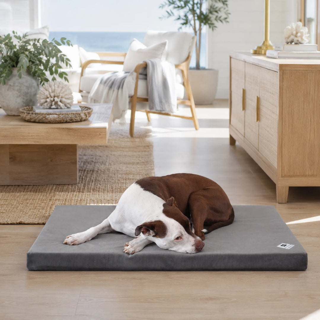 Animals Matter Ali Jewel Latex Crate Pad in Platinum Grey, featuring a brown and white Companion resting in a bright coastal interior.