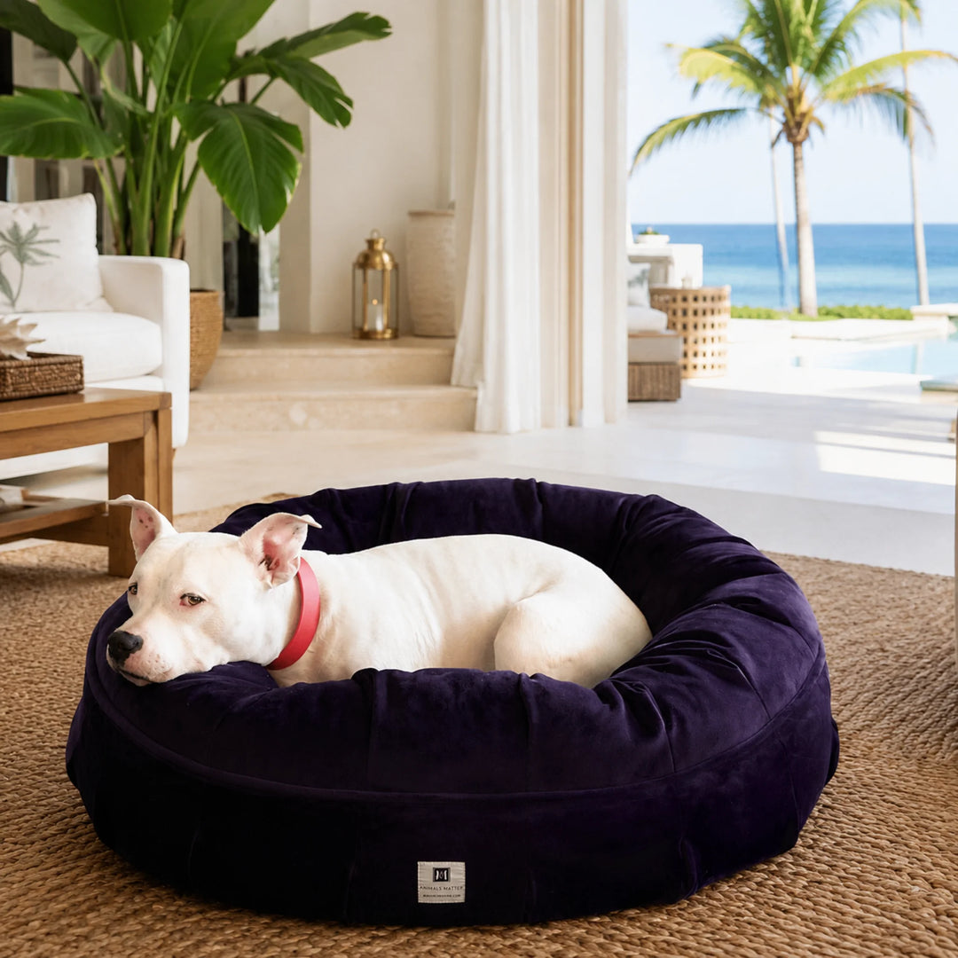 Animals Matter Ali Jewel Ortho Puff luxury orthopedic dog bed in Amethyst Purple, featuring a white Companion in a tropical oceanfront interior.