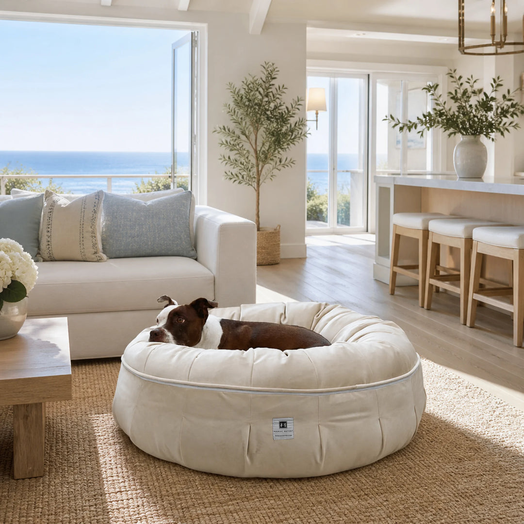 Animals Matter Ali Jewel Ortho Puff luxury orthopedic dog bed in Diamond Sand, featuring a Companion resting in a bright oceanfront living room.