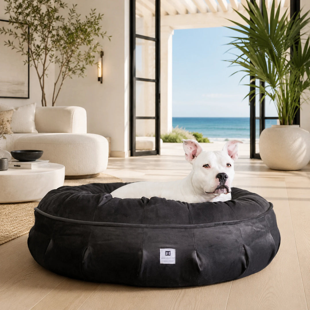 Animals Matter Ali Jewel Ortho Puff luxury orthopedic dog bed in Platinum Grey, featuring a white Companion in a sunlit oceanfront room.