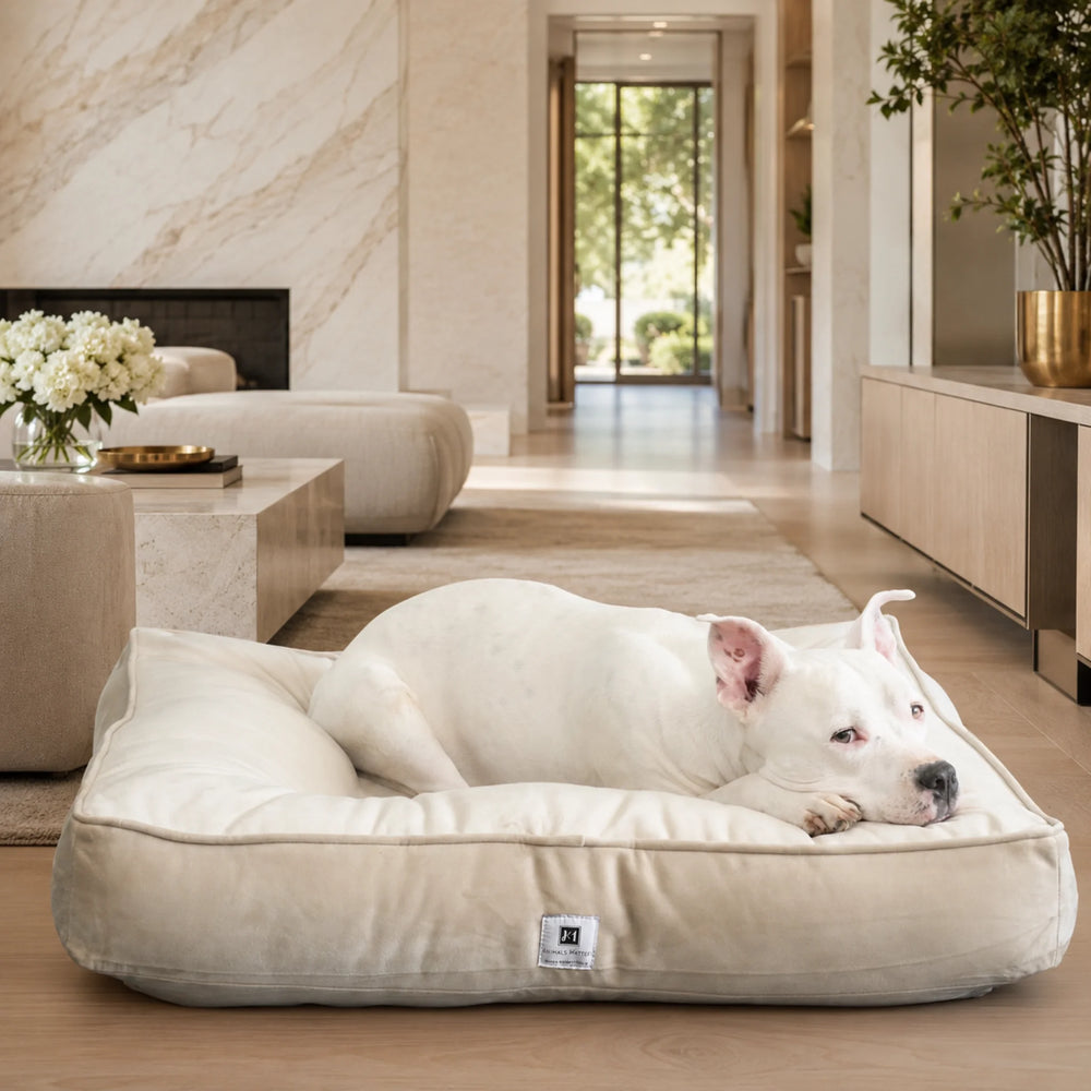 Animals Matter Ali Jewel Ortho Square Companion-Pedic Luxury Dog Bed, a luxury orthopedic dog bed with a white dog resting on a cream square bed in a modern living room.