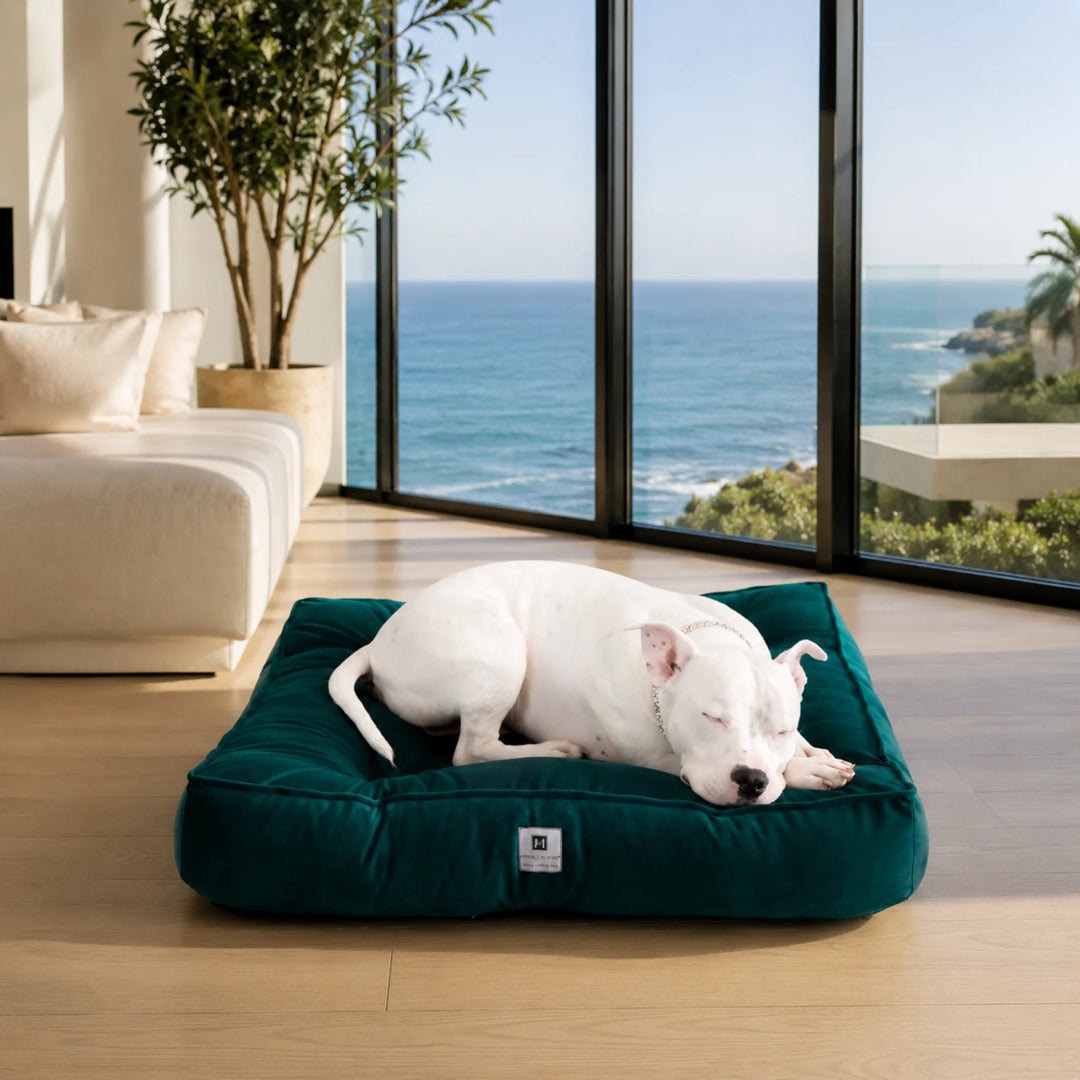 Animals Matter Ali Jewel Ortho Square luxury orthopedic dog bed in Emerald Teal, featuring a white Companion sleeping by ocean-view windows.