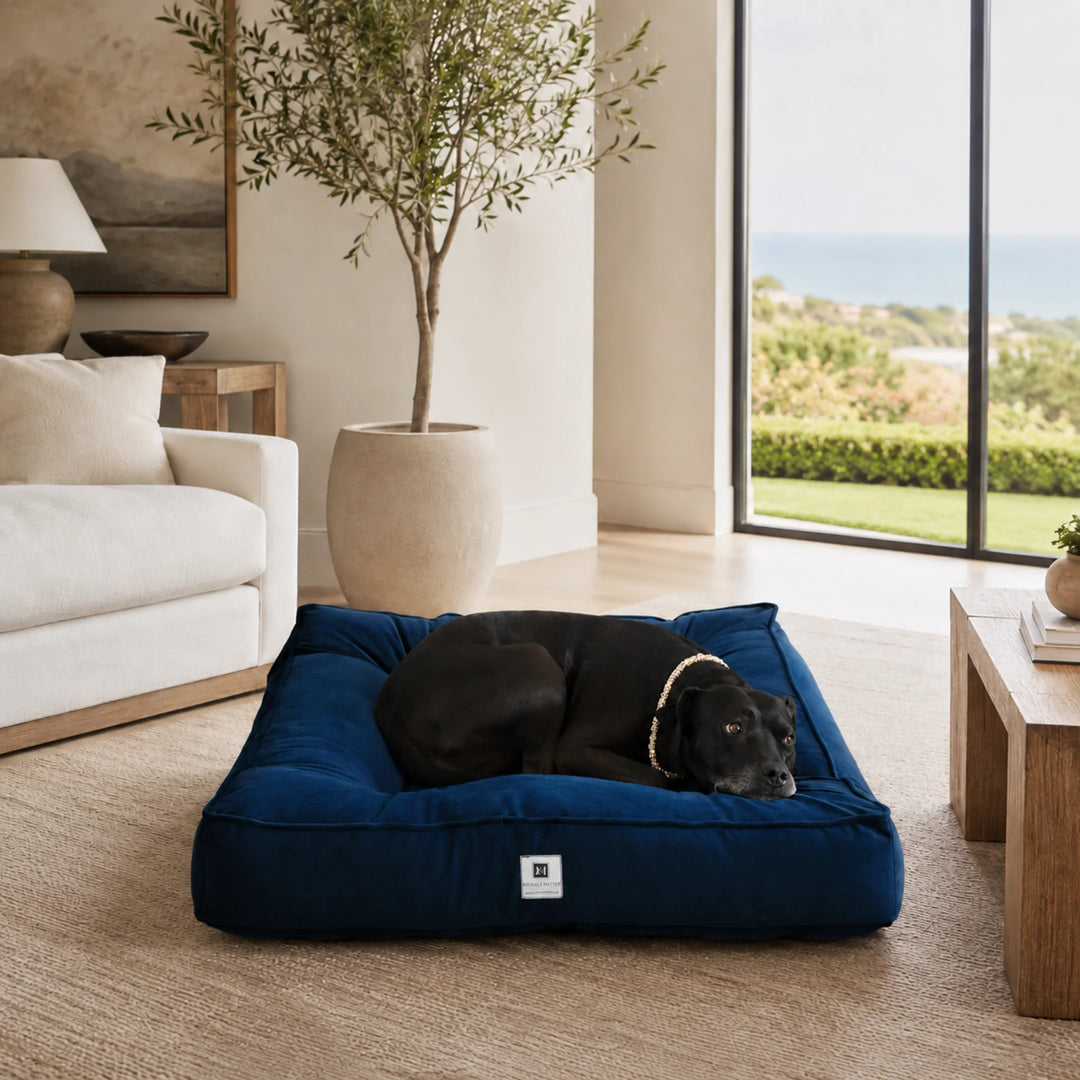 Animals Matter Ali Jewel Ortho Square luxury orthopedic dog bed in Sapphire Cobalt, featuring a black Companion resting in an elegant coastal interior.