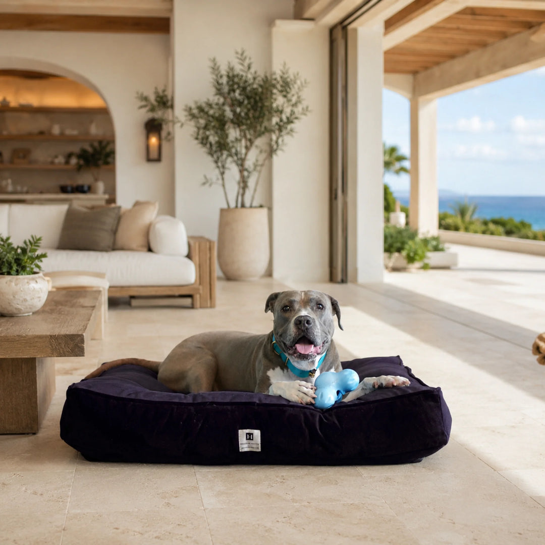 Animals Matter Ali Jewel Ortho Square luxury orthopedic dog bed in Amethyst Purple, featuring a Companion resting in a coastal luxury home.