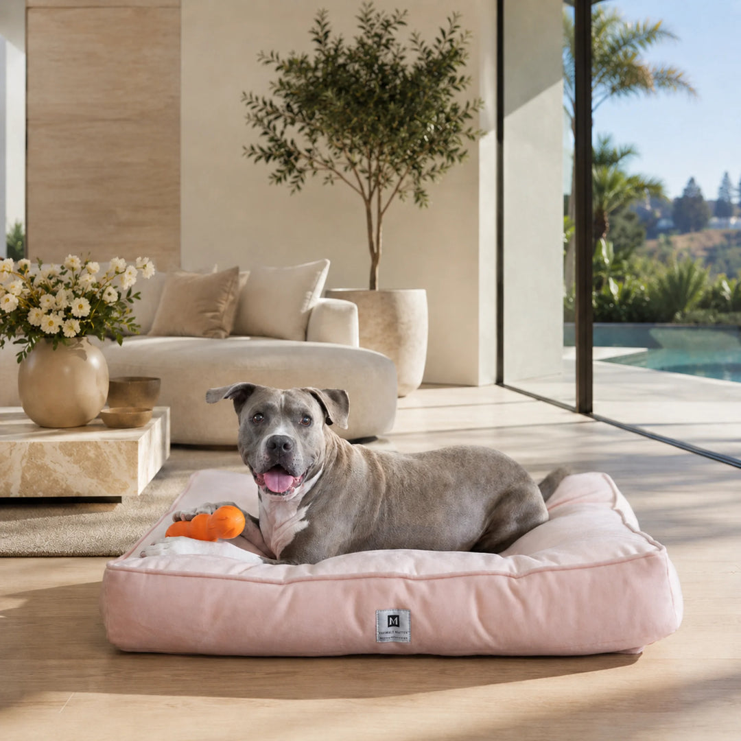 Animals Matter Ali Jewel Ortho Square luxury orthopedic dog bed in Ice Pink, featuring a Companion lounging in a bright modern coastal living room.