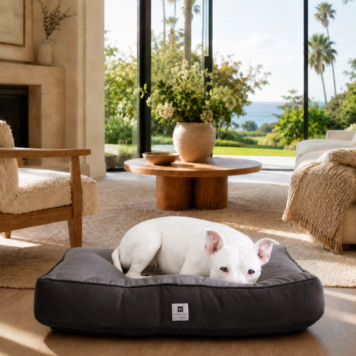 Animals Matter Ali Jewel Ortho Square luxury orthopedic dog bed in Platinum Grey, featuring a white Companion resting in a sunlit oceanfront home.