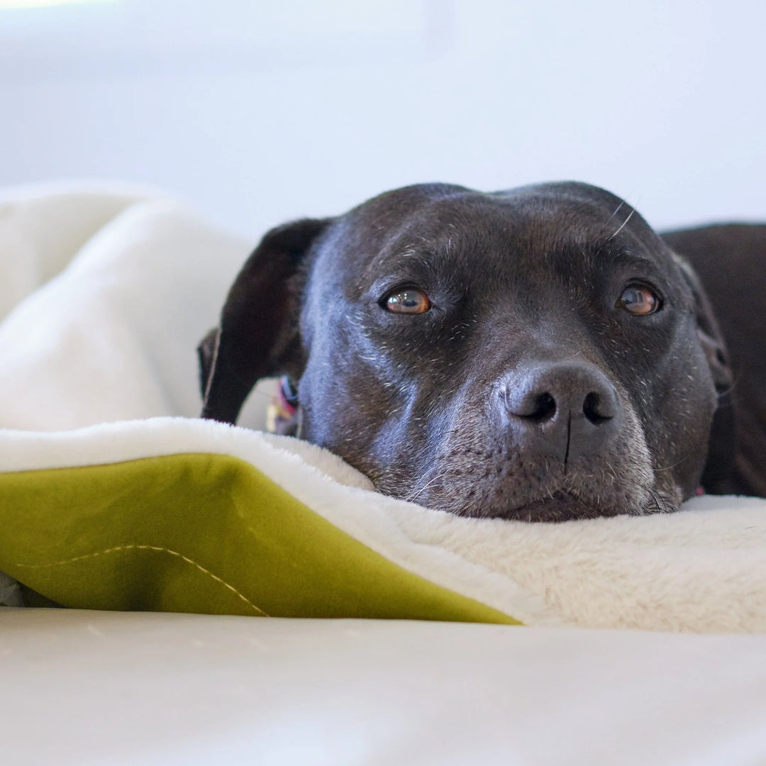 Animals Matter L.A. Dog Company Ali Blanket in Celery with a white cozy side, featuring a black Companion resting comfortably in a soft, elevated setting.