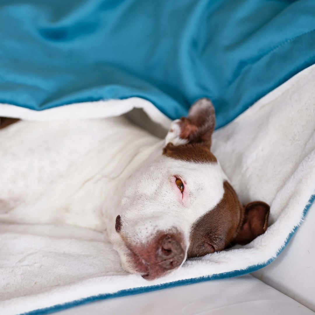 Animals Matter L.A. Dog Company Ali Blanket in Turquoise with a white cozy side, featuring a white and brown Companion nestled in plush comfort.