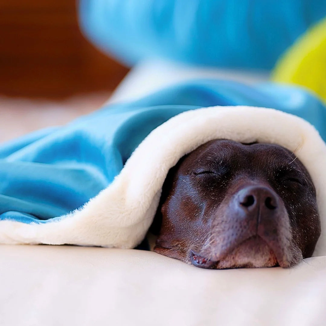 Animals Matter L.A. Dog Company Ali Blanket in Turquoise with a white cozy side, featuring a black Companion resting peacefully beneath the blanket.