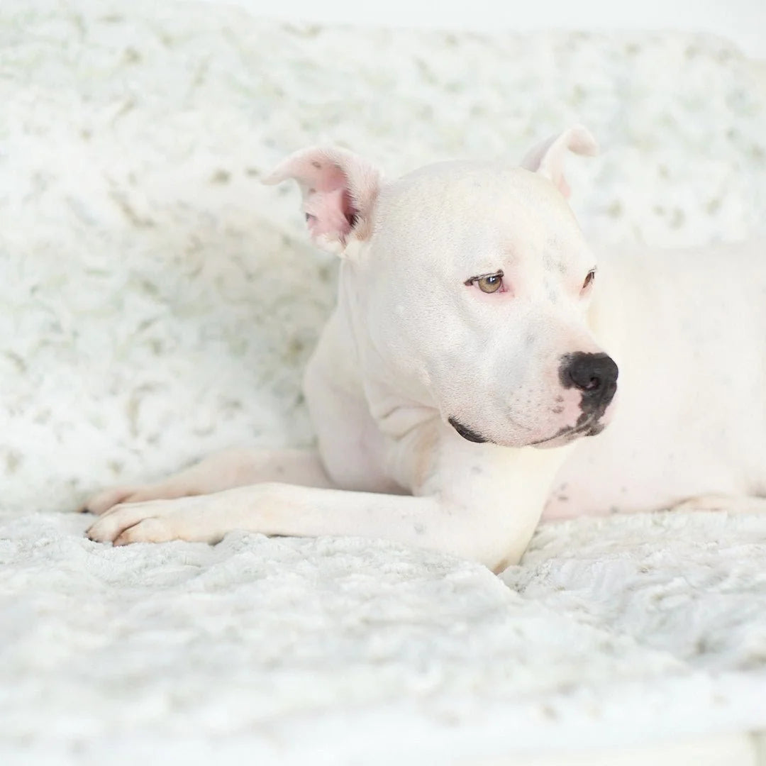 Animals Matter Pearl Leopard Faux Fur Dog Blanket luxury faux fur dog blanket in a soft close-up, featuring a white Companion lying awake on plush pearl leopard faux fur.