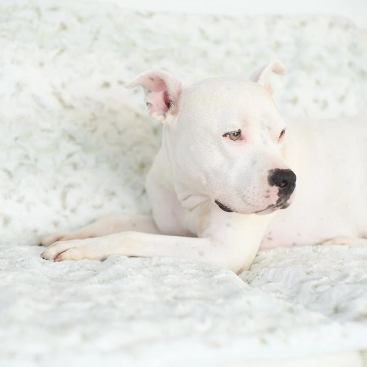 Animals Matter Pearl Leopard Faux Fur Dog Blanket luxury faux fur dog blanket in a soft close-up, featuring a white Companion lying awake on plush pearl leopard faux fur.