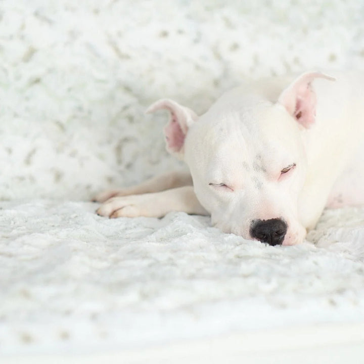 Animals Matter Pearl Leopard Faux Fur Dog Blanket luxury faux fur dog blanket in a soft close-up, featuring a white Companion sleeping on plush pearl leopard faux fur.