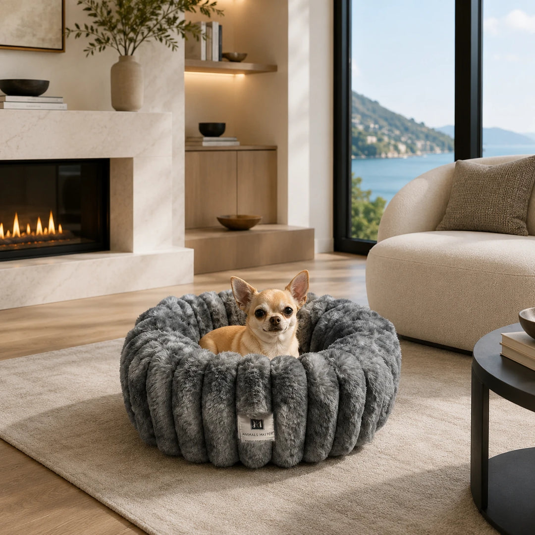Chihuahua resting in the Graphite Puffette™ plush luxury dog bed, size XS, in a coastal living room