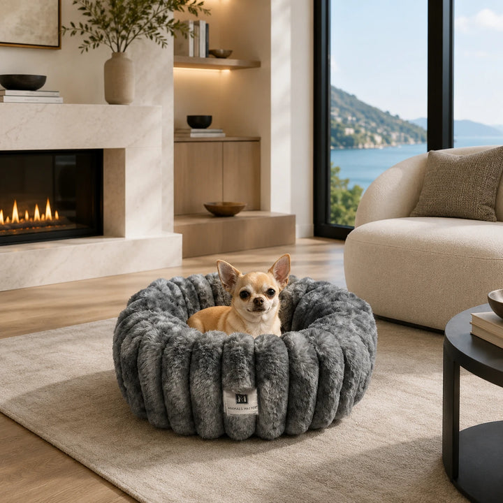 Chihuahua resting in the Graphite Puffette™ plush luxury dog bed, size XS, in a coastal living room