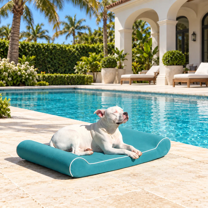 Raine Outdoor Contour Lounger orthopedic outdoor dog bed in Aqua with a white dog sunning beside a pool lined with palm trees