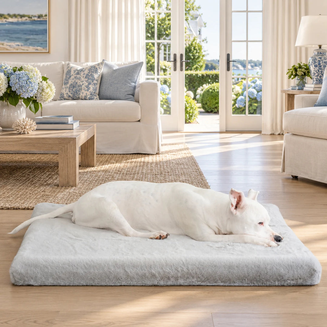 Animals Matter® Ruby Puff® Ortho Rectangle in Light Gray, with a white dog stretched out on the plush bed in a bright coastal room with blue accents.