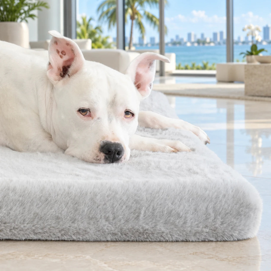 Animals Matter® Ruby Puff® Ortho Rectangle in Light Gray, showing a white dog’s face and paws on the plush bed, with palms and blue water beyond the windows.