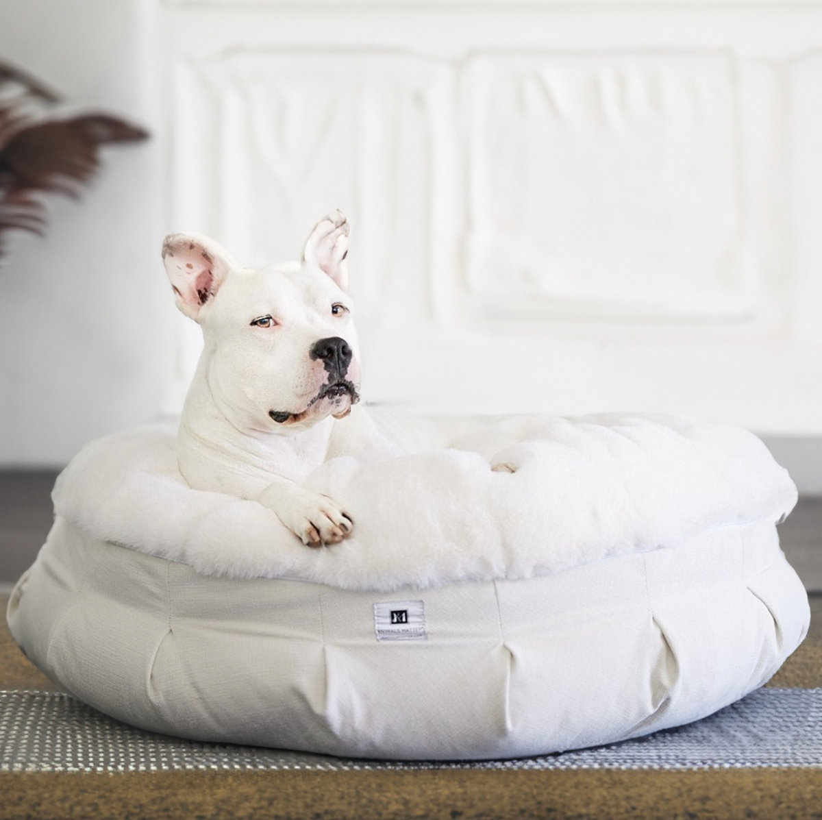 Explore Our Premium Collection of Designer Dog Beds & Blankets