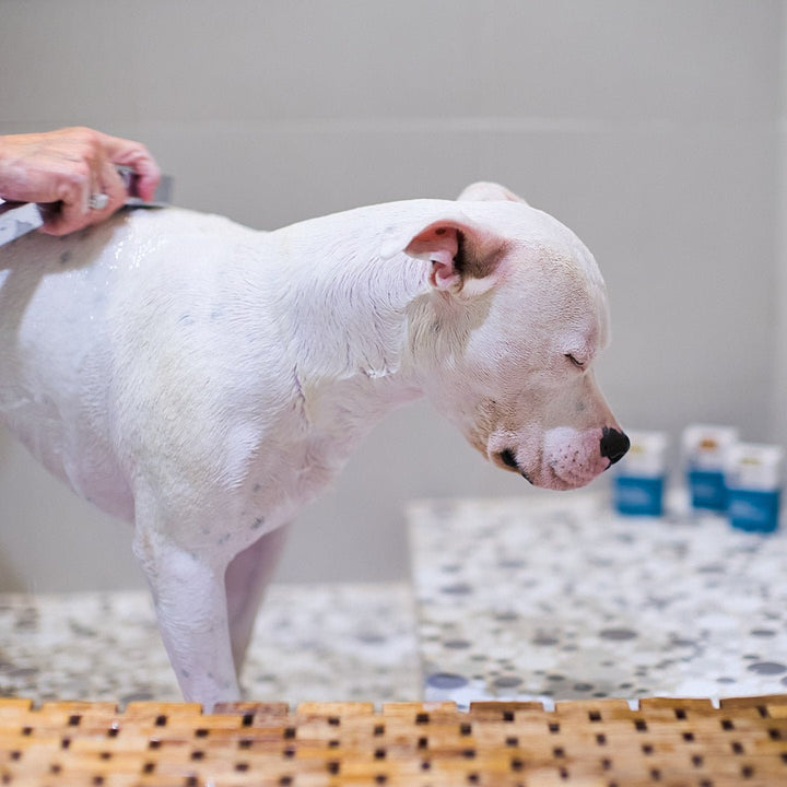 Animals Matter® Organic Companion Soap Bar® VIP Sample Pack - Animals Matter, Inc.