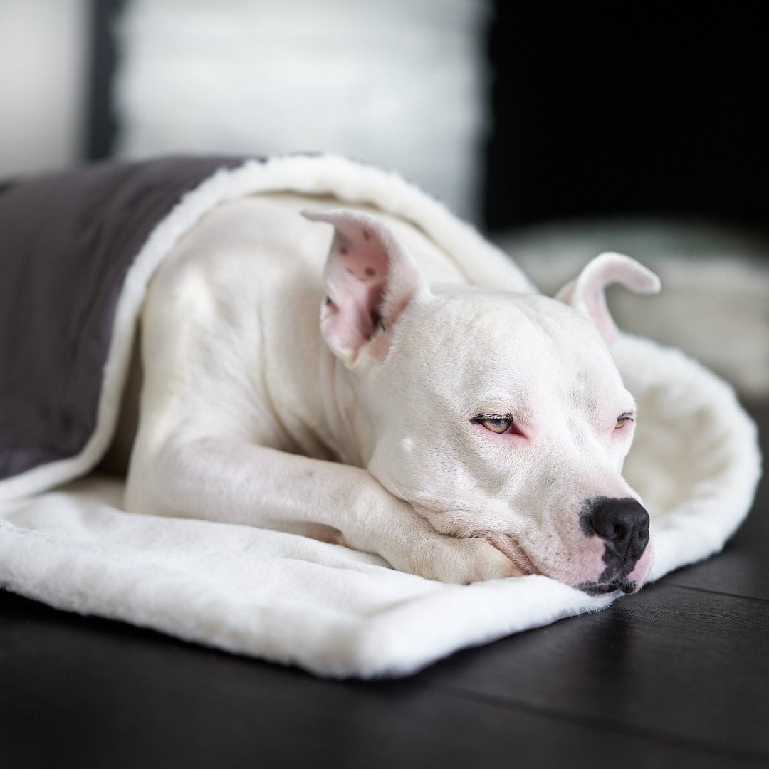 https://animalsmatter.com/cdn/shop/products/ali-jewel-blanket-734321_1200x.jpg?v=1673907618