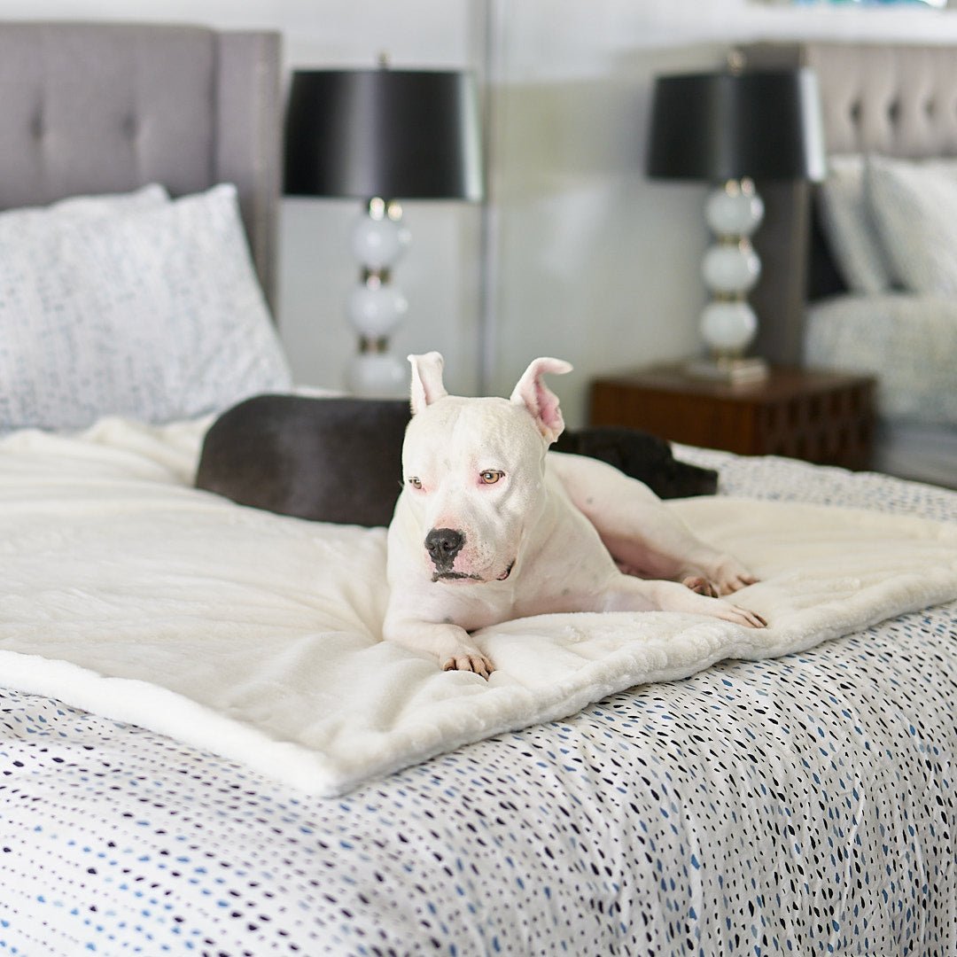 Dog chews blanket online before bed