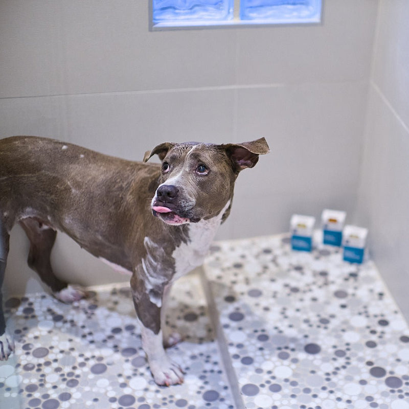 Animals Matter® Organic Companion Dog Soap Bar® Animals Matter, Inc.