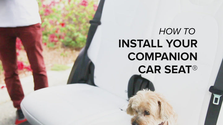 Animals Matter Companion Car Seat Installation Video