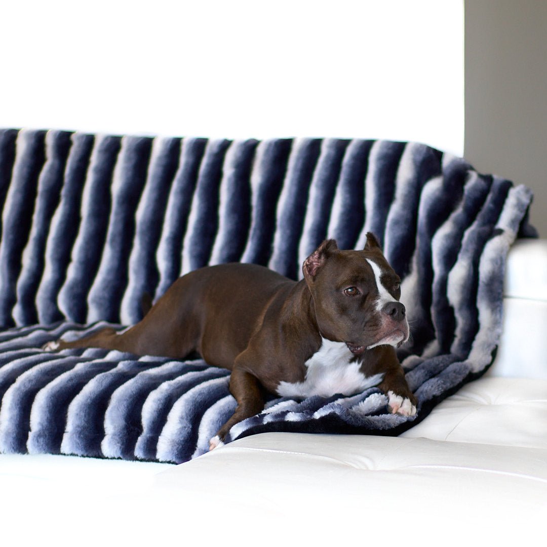 Blankets to protect furniture from pets best sale